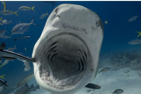 Фелпс слил белой акуле заплыв на 100 метров (Видео)